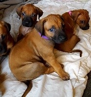 Du Clos Bhakti - Rhodesian Ridgeback - Portée née le 11/01/2018